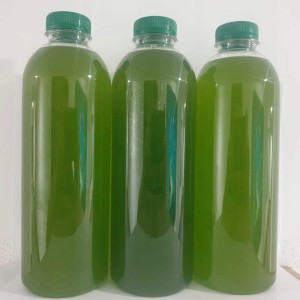 Fitoplankton Nannochloropsis Salina z własnej hodowli laboratoryjnej 1000ml 1L