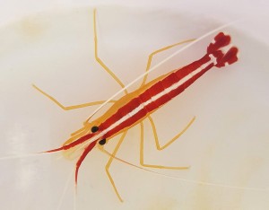 Lysmata amboinensis L Krewetka Czyszcząca